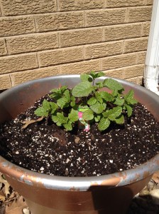 This is sweet mint. It will fill the pot come back every year