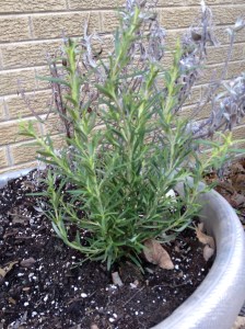 This is Rosemary and sage. The sage is from last year. It looks dead but will be green and beautiful in 2 weeks.