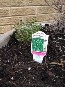 English thyme