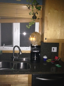 fluffy the coffee pot cat